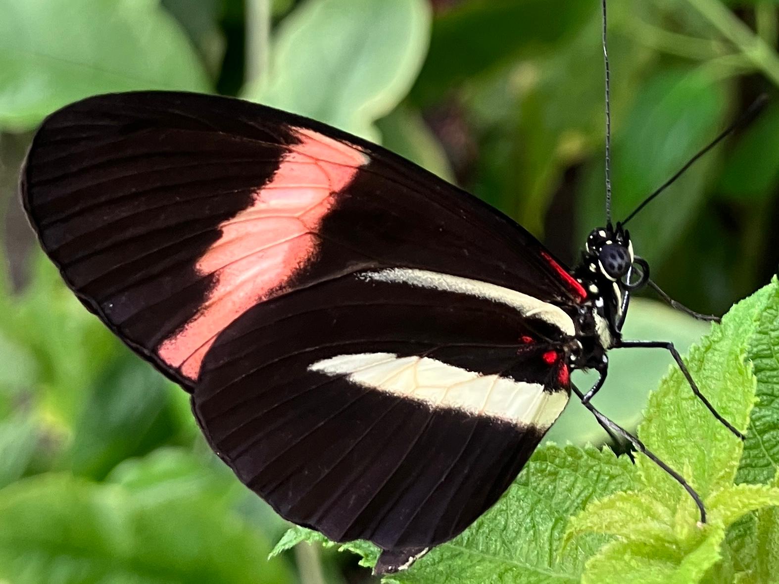 Foto 52 bij artikel "Uitje naar de Orchideenhoeve in Luttelgeest".